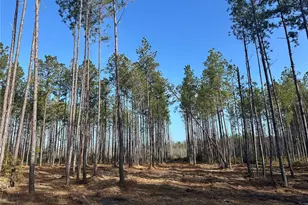 Tbd NW 133rd Path, Lake Butler, FL 32054 - Photo 1