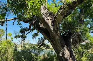 306 Barlow Ave, Sarasota, FL 34232 - Photo 23