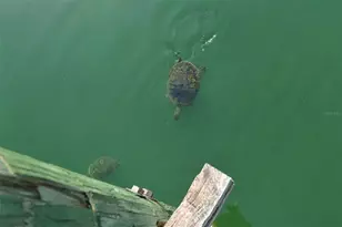 1431 57th St W, Bradenton, FL 34209 - Photo 59