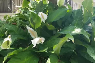 7842 Eagle Creek Dr, Sarasota, FL 34243 - Photo 35