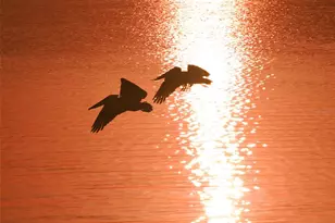 111 Tidy Island Blvd, Bradenton, FL 34210 - Photo 87