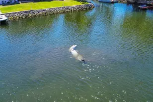 3861 N Ringdove Point, Crystal River, FL 34428 - Photo 5