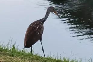 3120 Ringwood Meadow Rd, Sarasota, FL 34235 - Photo 23