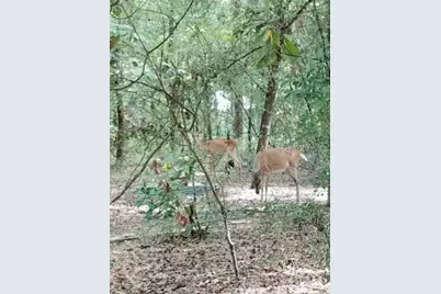 28063 31st Road, Branford, FL 32008 - Photo 23
