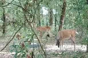 28063 31st Rd, Branford, FL 32008 - Photo 23