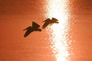 701 Marbury Ln, Longboat Key, FL 34228 - Photo 73