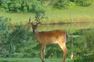 1656 Riveredge Rd, Oviedo, FL 32766 - Photo 3