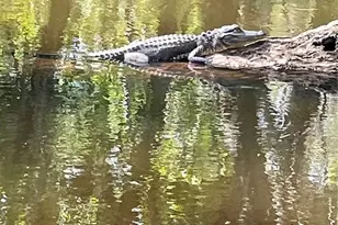 425 Cerromar Terrace, Venice, FL 34293 - Photo 57