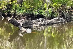 333 The Esplanade N, Venice, FL 34285 - Photo 45