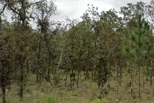 NE 11th Pl, Williston, FL 32696 - Photo 1