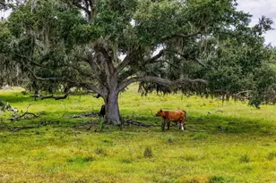 12950 River Rd, Myakka City, FL 34251 - Photo 19
