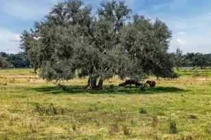 12950 River Rd, Myakka City, FL 34251 - Photo 15