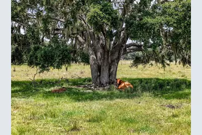 12950 River Road, Myakka City, FL 34251 - Photo 13