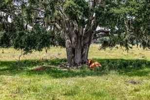 12950 River Rd, Myakka City, FL 34251 - Photo 13