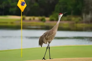 8305 Farington Ct, Bradenton, FL 34202 - Photo 93