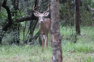 30500 34 Ave E, Myakka City, FL 34251 - Photo 27