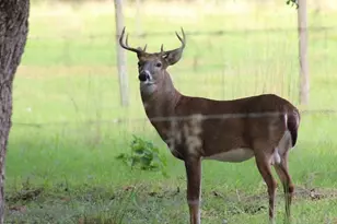 30500 34 Ave E, Myakka City, FL 34251 - Photo 19