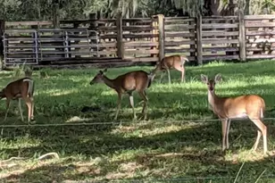 30500 34 Ave E, Myakka City, FL 34251 - Photo 21