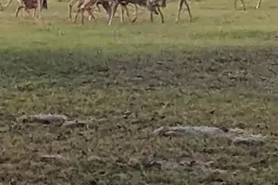 30500 34 Ave E, Myakka City, FL 34251 - Photo 23