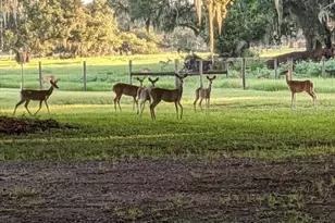 30500 34 Ave E, Myakka City, FL 34251 - Photo 29