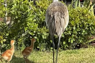 5616 107th Terrace E, Parrish, FL 34219 - Photo 31