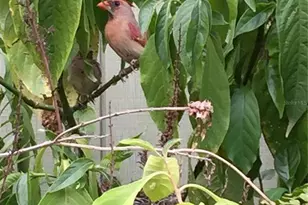 2230 Myakka Rd, Sarasota, FL 34240 - Photo 53