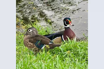 5438 Cartagena Drive, Sarasota, FL 34233 - Photo 51