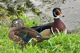 5438 Cartagena Dr, Sarasota, FL 34233 - Photo 51