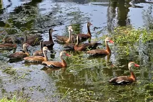 5438 Cartagena Dr, Sarasota, FL 34233 - Photo 59