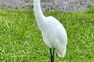 5438 Cartagena Dr, Sarasota, FL 34233 - Photo 49