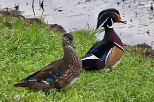 5438 Cartagena Dr, Sarasota, FL 34233 - Photo 55