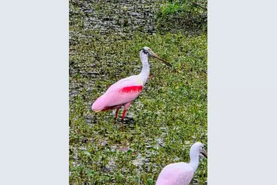 5438 Cartagena Drive, Sarasota, FL 34233 - Photo 61