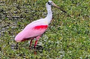 5438 Cartagena Dr, Sarasota, FL 34233 - Photo 61