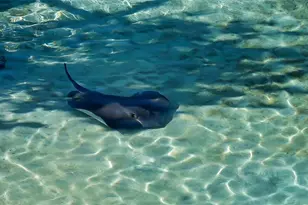 1591 Gulf of Mexico Dr, Longboat Key, FL 34228 - Photo 35