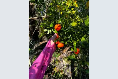 [Address not provided], Myakka City, FL 34251 - Photo 1