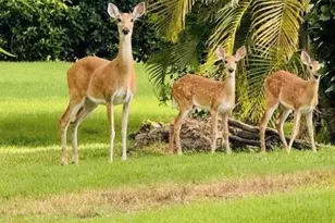 16307 29th Ct E, Parrish, FL 34219 - Photo 61