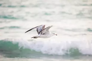 5246 Avenida Del Mare, Sarasota, FL 34242 - Photo 75