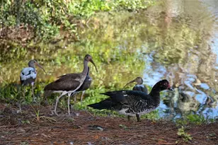 2426 Wisteria St, Sarasota, FL 34239 - Photo 49