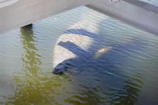 10313 Waterbird Way, Bradenton, FL 34209 - Photo 33