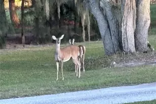 1950 Bern Creek Loop, Sarasota, FL 34240 - Photo 59