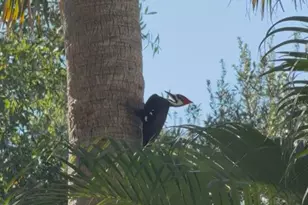 919 N Conrad Ave, Sarasota, FL 34237 - Photo 43