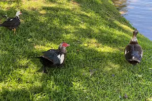 3927 Lake Bayshore Dr, Bradenton, FL 34205 - Photo 47