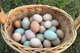 6570 Old Ranch Rd, Sarasota, FL 34241 - Photo 39