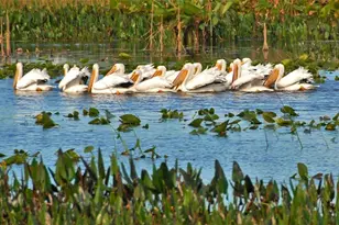 5770 Ivrea Dr, Sarasota, FL 34238 - Photo 77