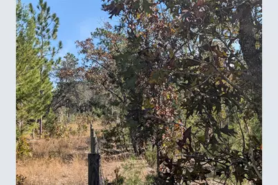 Rose Trail, Interlachen, FL 32148 - Photo 19