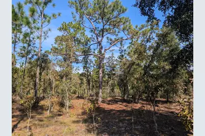 Rose Trail, Interlachen, FL 32148 - Photo 11