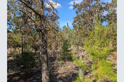 Rose Trail, Interlachen, FL 32148 - Photo 15