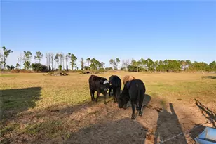 10989 NW Lily County Line Rd, Ona, FL 33865 - Photo 77