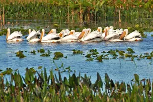 7639 Pesaro Dr, Sarasota, FL 34238 - Photo 51