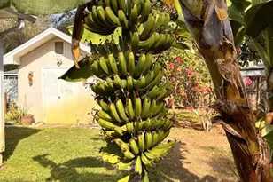 1512 Lime St, Clearwater, FL 33756 - Photo 35